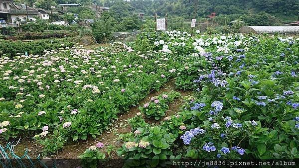 0523陽明山半日遊46.jpg