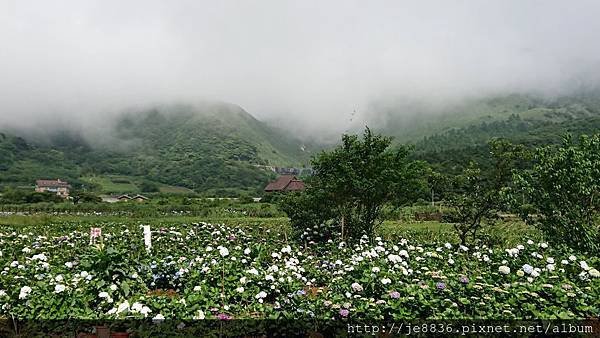 0523陽明山半日遊63.jpg