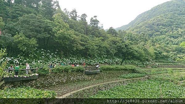 0523陽明山半日遊65.jpg