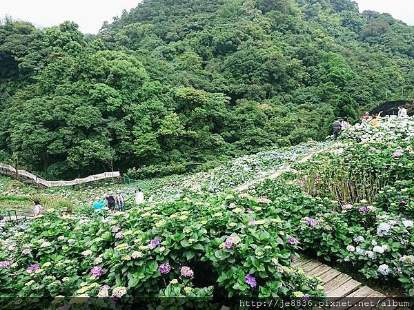 0523陽明山半日遊72.jpg