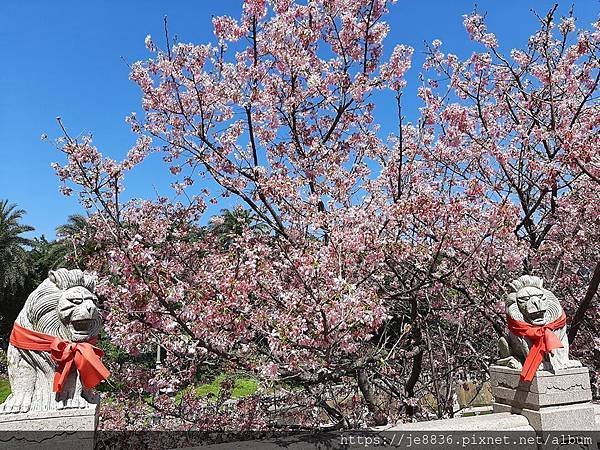 0315竹林寺櫻花019.jpg