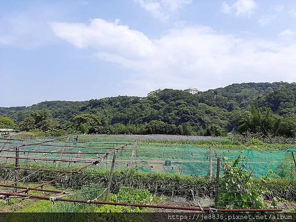0413林口鳶尾花田1.jpg