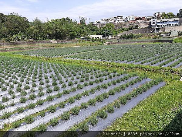 0409葛瑞絲香草田2.jpg