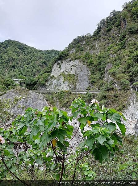 0517白楊步道39.jpg