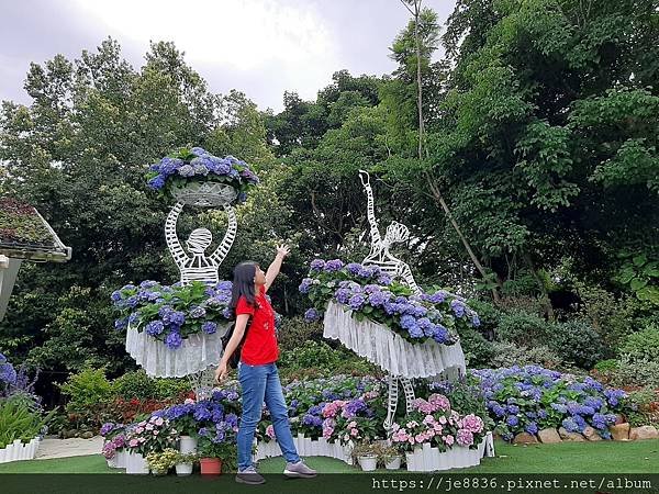 0521花露農場繡球花1.jpg