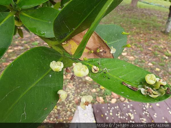 0521花露農場繡球花10.jpg