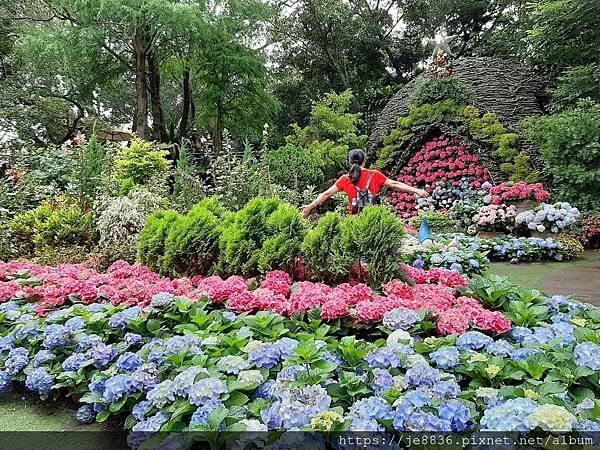 0521花露農場繡球花34.jpg