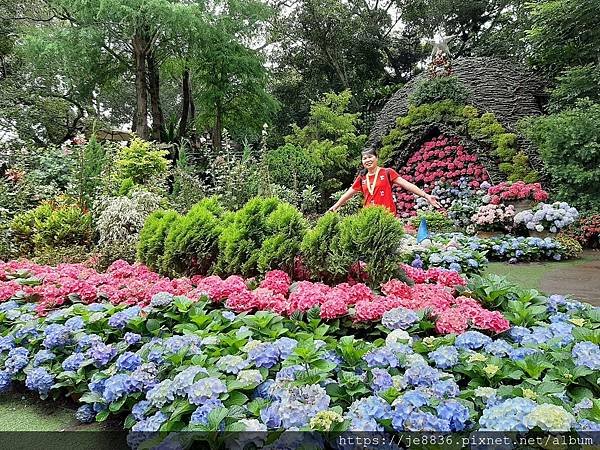 0521花露農場繡球花35.jpg