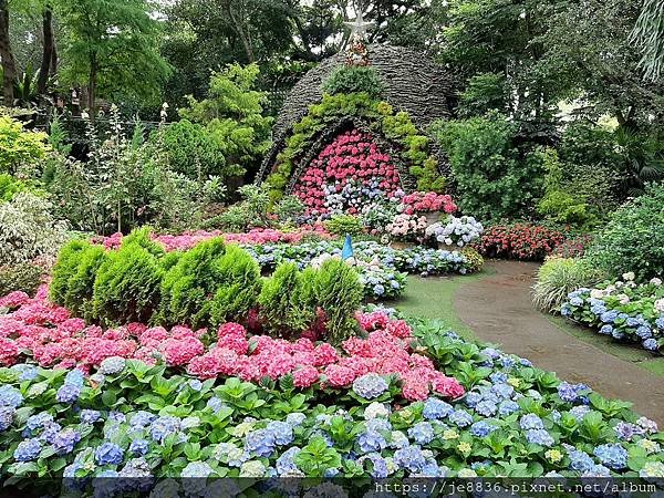 0521花露農場繡球花36.jpg