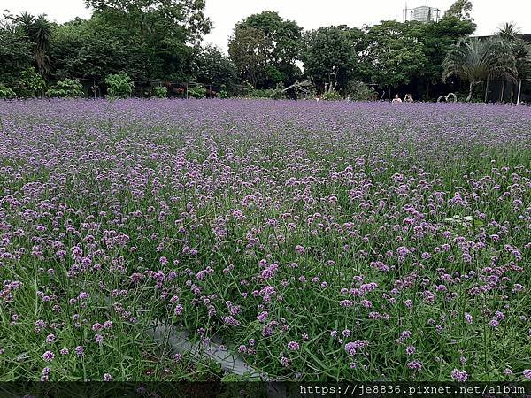 0521花露農場繡球花64.jpg