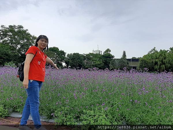 0521花露農場繡球花65.jpg