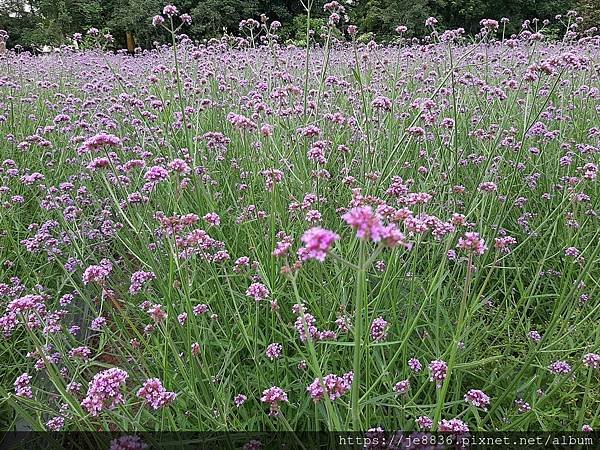 0521花露農場繡球花066.jpg