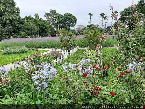 0521花露農場繡球花69.jpg