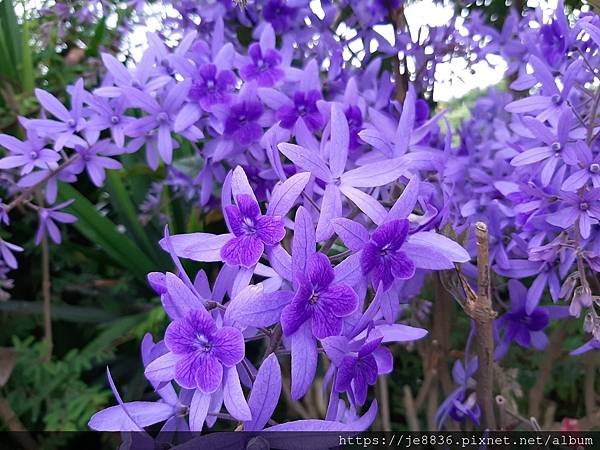 0521花露農場繡球花68.jpg