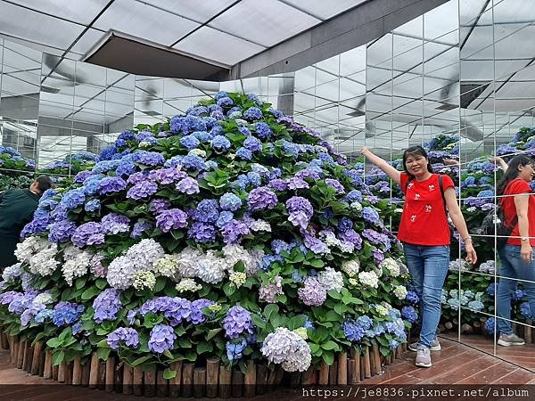 0521花露農場繡球花80.jpg