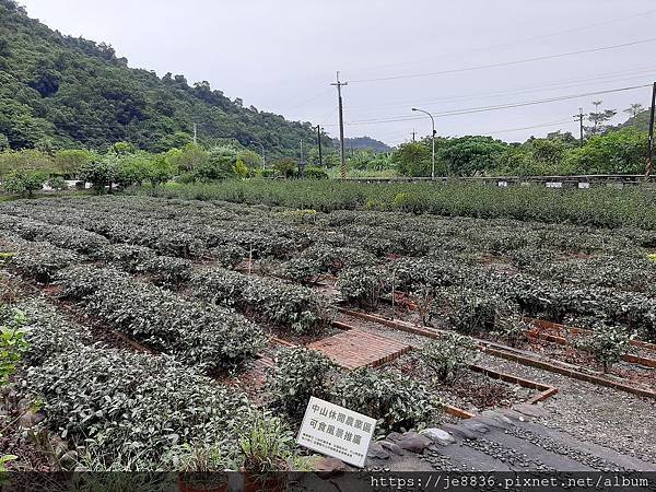 0926冬山採柚去27.jpg