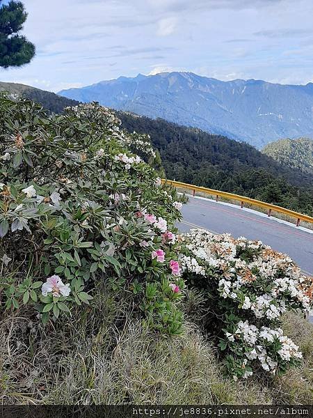 0504合歡山杜鵑13.jpg
