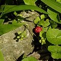 _DSC6036.JPG