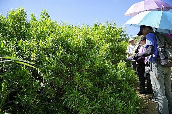 【九棚】鼻頭草原~眺望八瑤灣