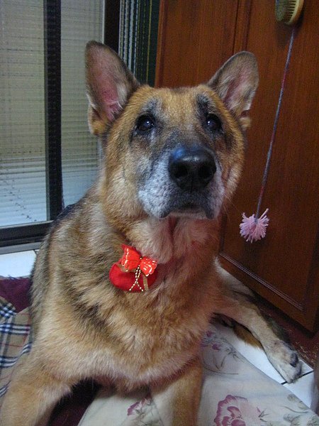 20110202 silon帶紅包，祝大家新年快樂.jpg