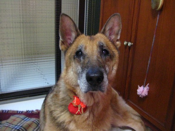 20110202 silon今年要健健康康喔.jpg