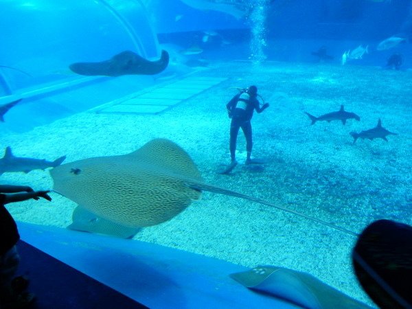 【員旅】日本沖繩之旅 海洋博公園不能錯過的海水族館 2016