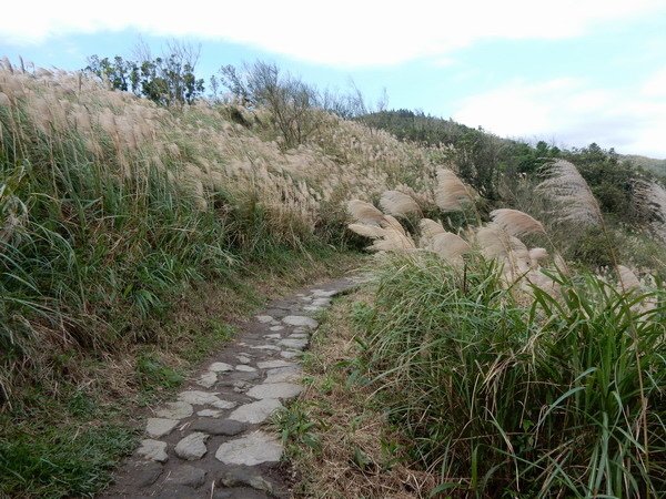 【懶人包】台灣中部以北適合全家大小的親山步道(持續更新)