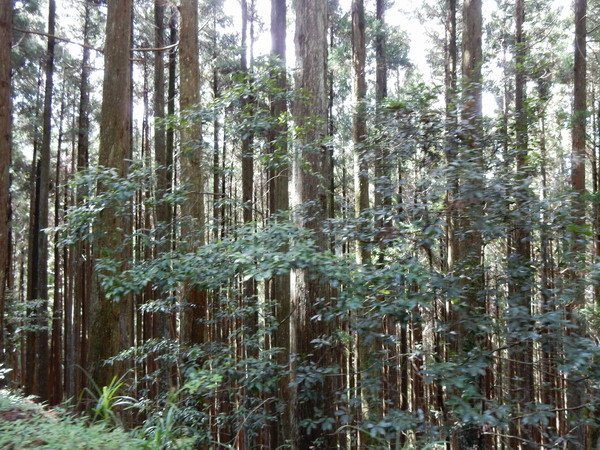 【旅遊】雪霸國家公園 觀霧遊憩區+山椒魚生態中心+雲霧步道漫