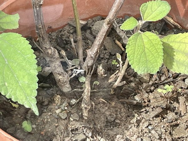 【旅遊】花蓮亞泥生態園區 喜歡昆蟲的一定要來這瞧瞧 2021