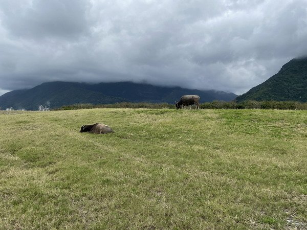 【旅遊】花蓮崇德瑩農場 崇霖覓境與可愛動物近距離接觸 202