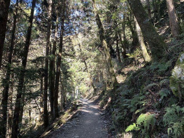 【旅遊】宜蘭太平山國家森林遊樂區 乘坐蹦蹦車悠遊在茂興懷舊步