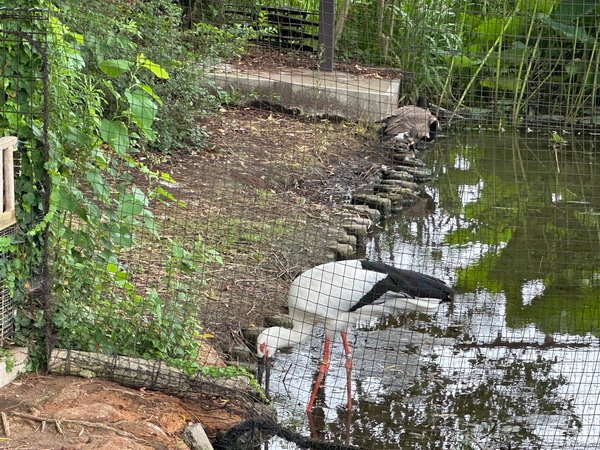 【旅遊】日本東京自由行/上野動物園 北極熊為鎮店之寶 202