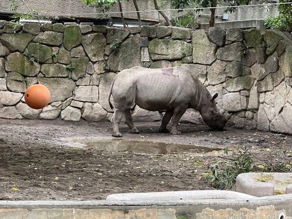 【旅遊】日本東京自由行/上野動物園 北極熊為鎮店之寶 202