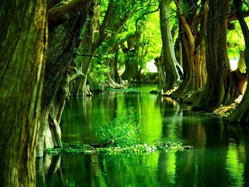 green,swamp,trees,water,nature,tree-87923b7a723860e0981385b3caf175f1_h.jpg