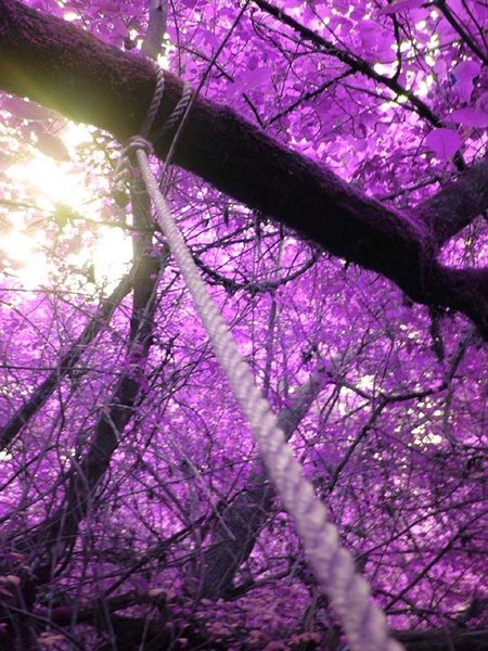 Purple_Leaves.jpg