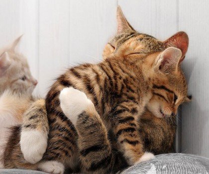 cat-hug-1-420x350.jpg