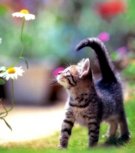 cute,kitten,looking,at,daisies,kittens,animal,beautiful,cat-a20fc15c53d0c1149305014c102665df_h.jpg