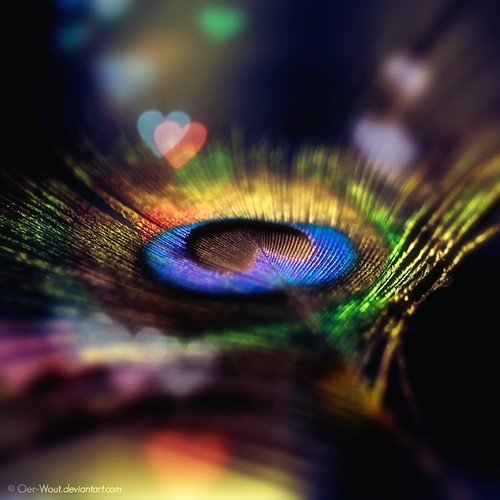 feathers,peacock,artistic,feather,peacock,feather-c6e477b221bb9f53046c8af3589737f6_h.jpg