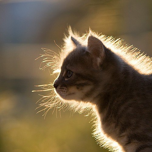 beautiful,cat,cute,kitten,light,photography-f8918f65b328757d638c6a8b1786f00b_h.jpg