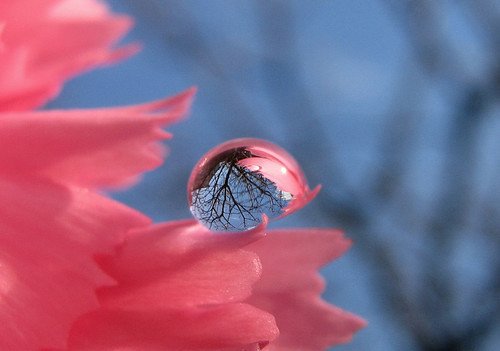 drop,flower,sky,color,cute,and,fun,artistic-41c020489af521cae1cb6bf49ee2c85c_h.jpg