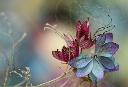 color,flower-89c1f239e3782b31c0469d72813eb142_h.jpg