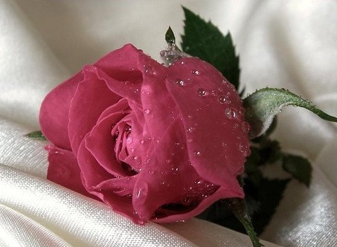birthday,flower,rose-f45c29ba27c95ec6f3d893e17f6b5e1e_h.jpg