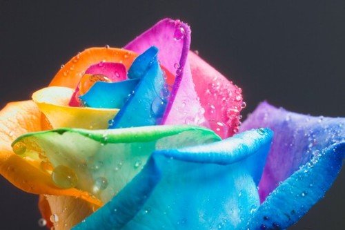 flower,multi,color,rose,rainbow,rose,rose-14f88e47447764662d63def93b3cac96_h.jpg