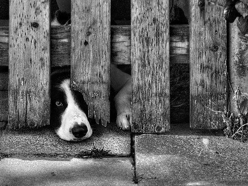 animals,black,,,white,dog,b,w,illustration-95c26adebc8f42f7cd981eb679e9701d_h.jpg