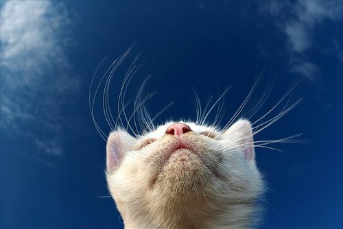 cat,yes,animals,keep,animal,blue-e351ae65f7d7c79b88d345d54875a0de_h.jpg