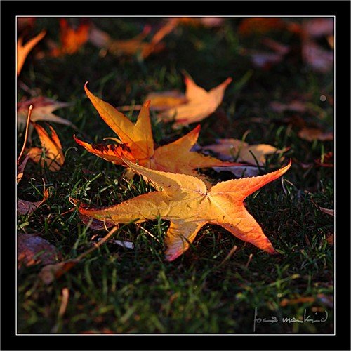 nature-d3e809a4bdd6c894a875a5428625879c_h.jpg