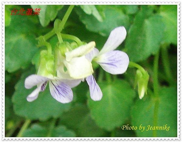 DSC09807-crop