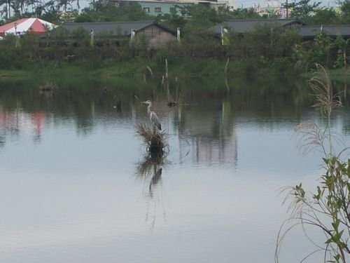 IMGP8978.JPG