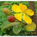 DSC09069-crop.JPG
