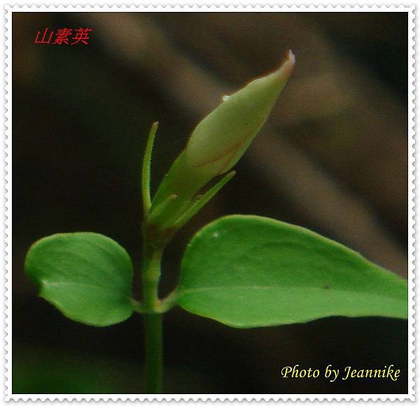 DSC00001-crop.JPG
